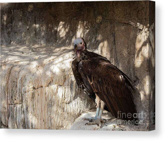 Lappet-faced Vulture Canvas Print featuring the photograph Lappet-Faced Vulture 4 by Eva Lechner