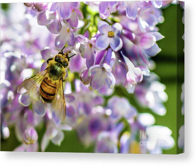 Lilac Canvas Print featuring the photograph Lilac Bee by Darcy Dietrich