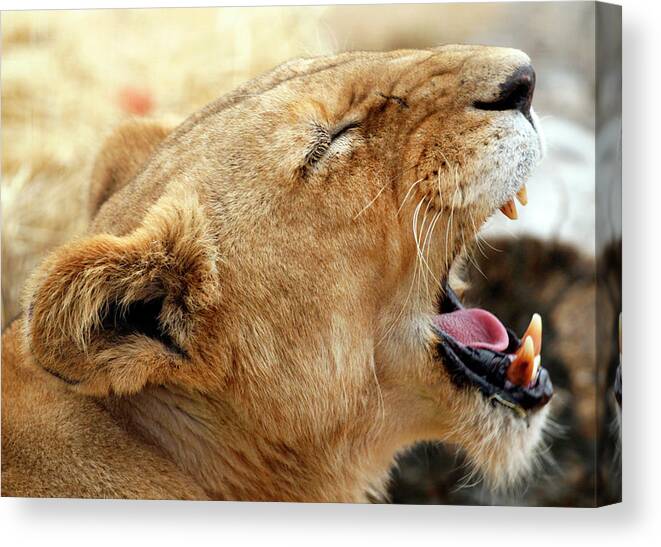 Lion Cub Canvas Print featuring the photograph Lion Cub Yawn by Rick Wilking