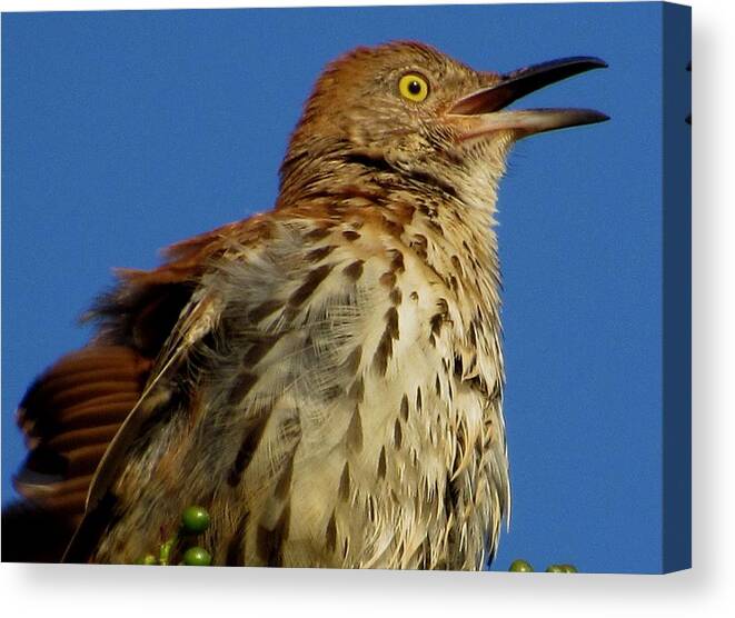 #singing #brown #thrasher #bird #windy #tunes #north #georgia #summer Canvas Print featuring the photograph Love Song In The Morning by Belinda Lee