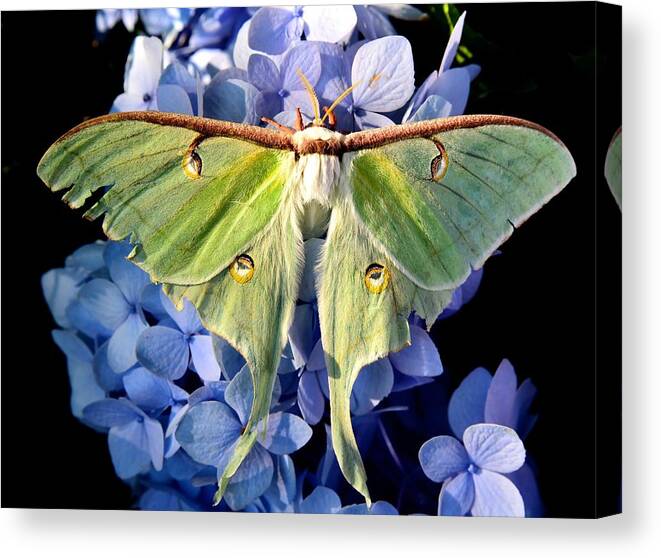 Moth Canvas Print featuring the photograph Lovely Luna by Lynn Hunt