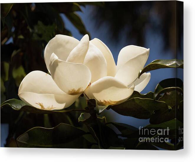 Magnolia Canvas Print featuring the photograph Magnolia Blossom by Neala McCarten