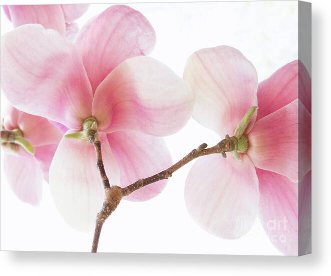 Pink Canvas Print featuring the photograph Pink Magnolia Flowers by Chris Scroggins