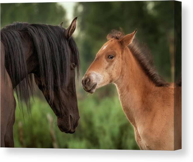 Stallion Canvas Print featuring the photograph Mare and Colt. by Paul Martin