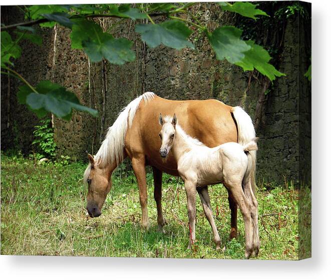 Ireland Canvas Print featuring the photograph Mare and Foal, Westport House by Sublime Ireland