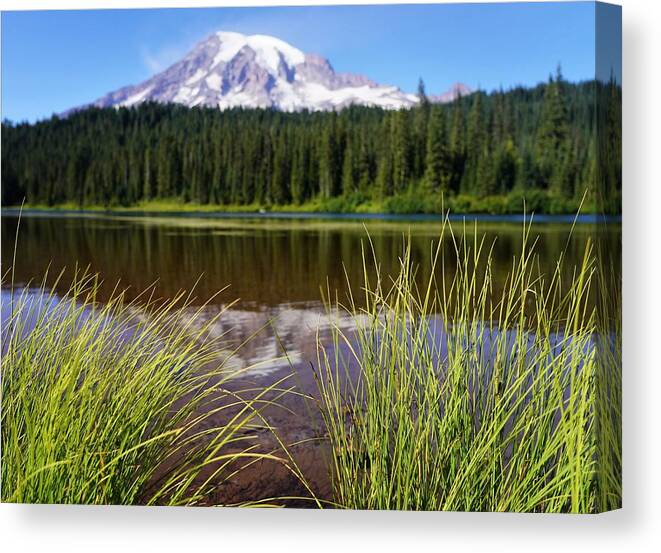 Mt Rainier Canvas Print featuring the photograph Mt Rainier Reflected with Reeds by Peter Mooyman