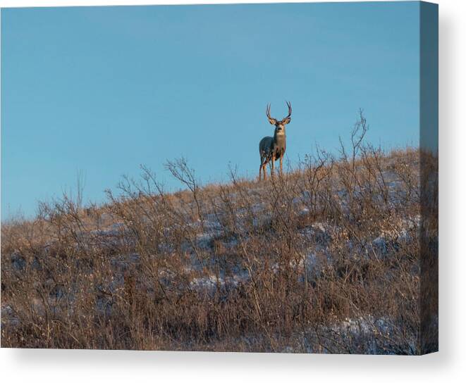 Deer Canvas Print featuring the photograph Mule Deer Buck On A Hill by Phil And Karen Rispin