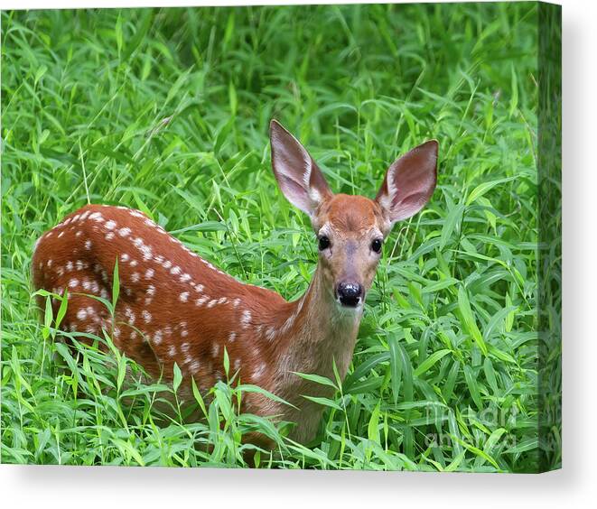Deer Canvas Print featuring the photograph Namaste Little Deer by Chris Scroggins