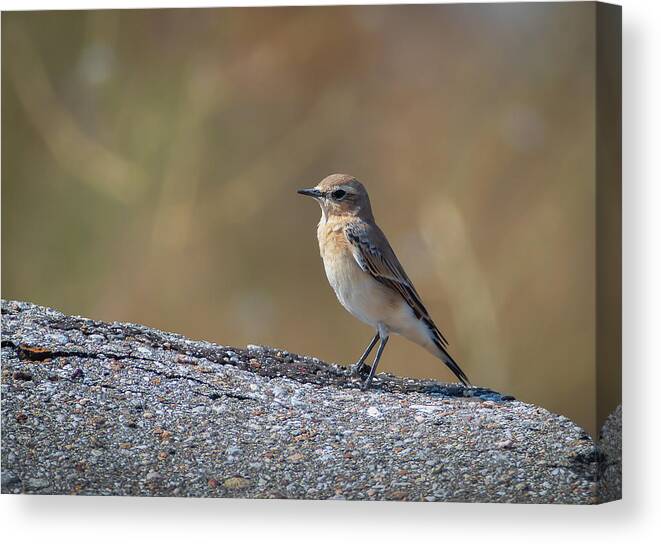 Animal Canvas Print featuring the photograph Northern wheatear - Oenanthe oenanthe by Jivko Nakev