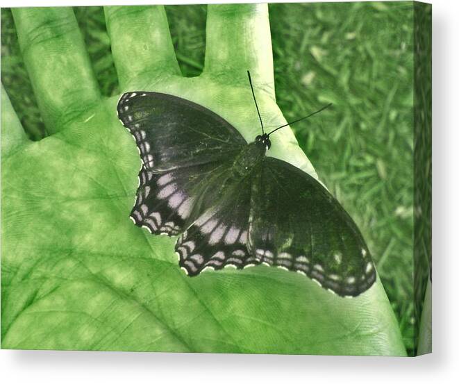 Butterfly Canvas Print featuring the photograph Oh The Places You Have Been by Andy Rhodes