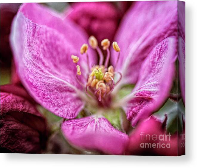 Pink Canvas Print featuring the photograph One Opened Blossom by Pamela Dunn-Parrish