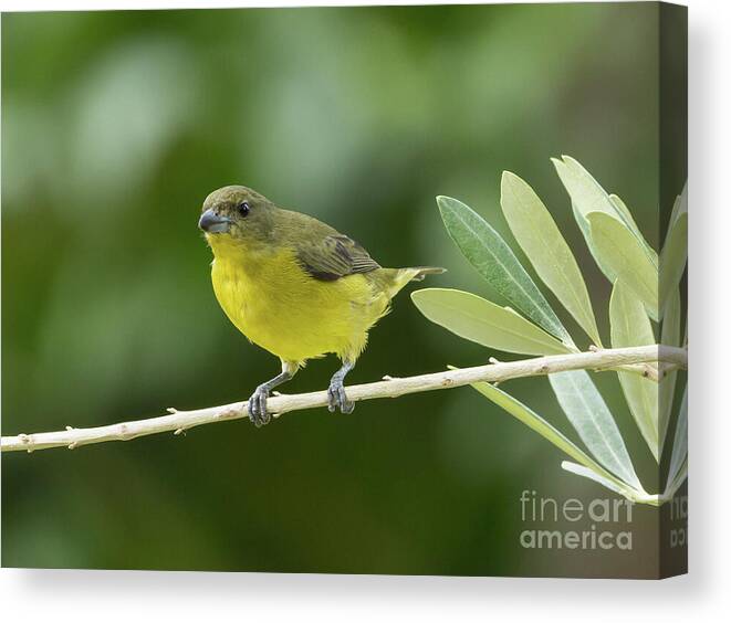 Bird Canvas Print featuring the photograph Orange-bellied Euphonia by Eva Lechner