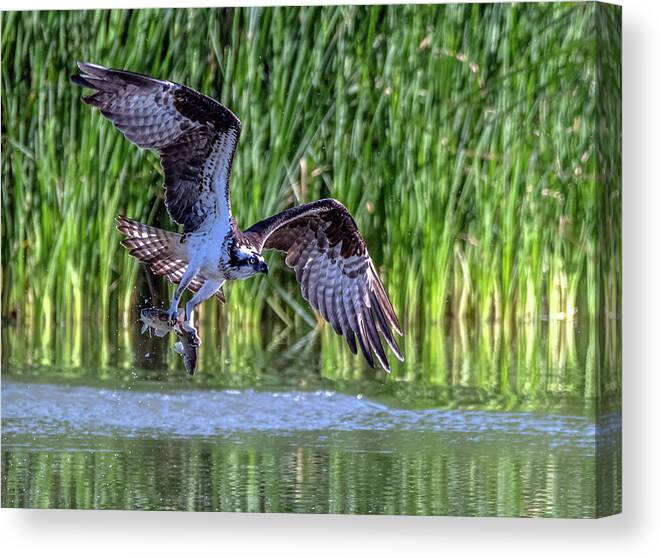 Osprey Canvas Print featuring the photograph Osprey 3639-041721-2 by Tam Ryan