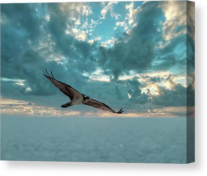 Bird Canvas Print featuring the photograph Osprey on hunt by Paul Ross