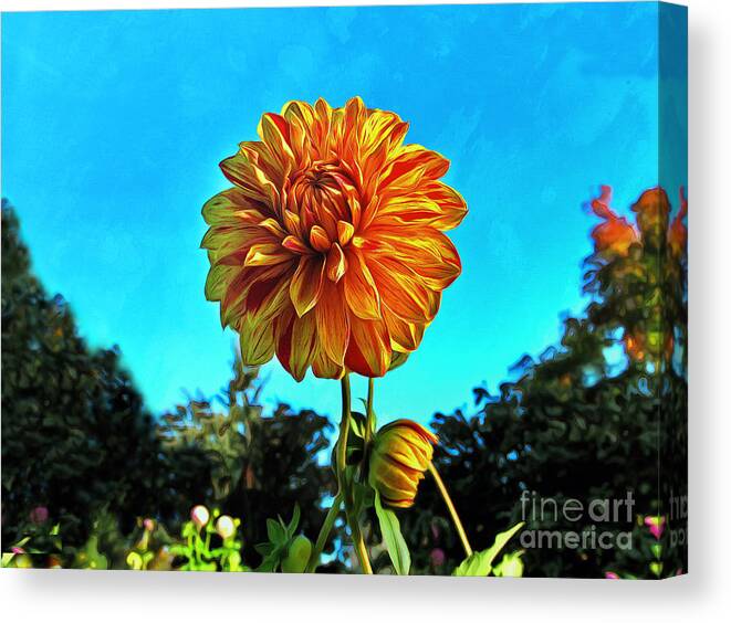 Dahlia Canvas Print featuring the photograph Painted Lady Dahlia by Sea Change Vibes