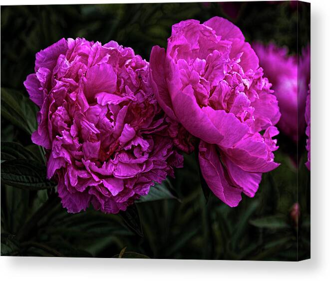 Flowers Canvas Print featuring the photograph Peonies by Elaine Teague