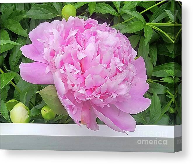 Art Canvas Print featuring the photograph Peony On Fence by Jeannie Rhode