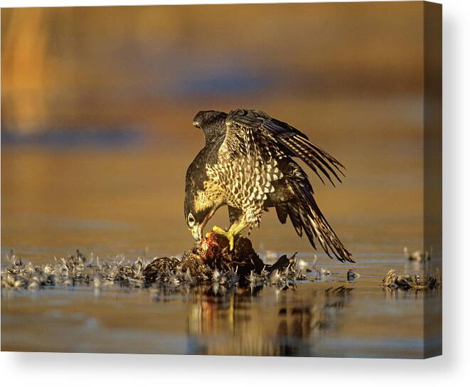 Tim Fitzharris Canvas Print featuring the photograph Peregrine Falcon with Prey by Tim Fitzharris