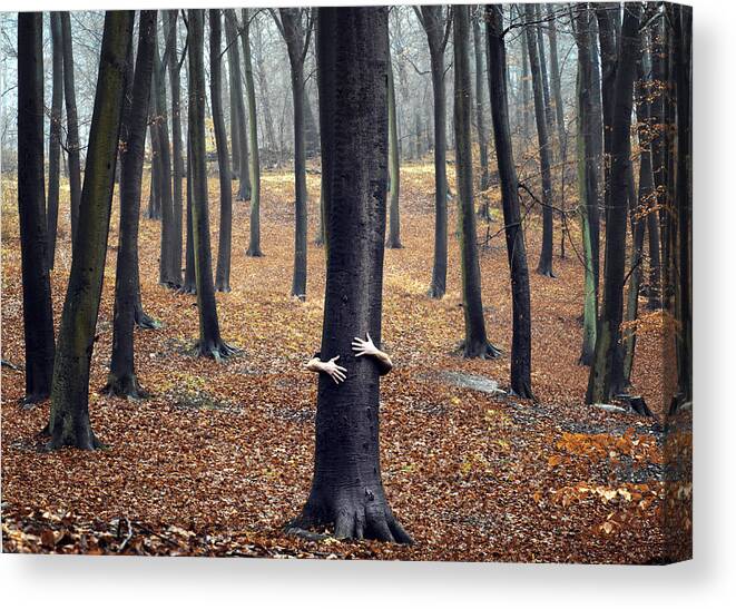 Hiding Canvas Print featuring the photograph Person Hugging Tree by David Trood