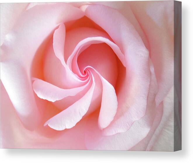 Pink Canvas Print featuring the photograph Pink Rose by Julia Wilcox