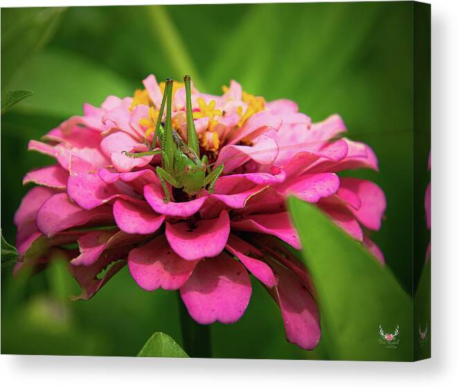 Katydid Canvas Print featuring the photograph Pink Zinnia by Pam Rendall