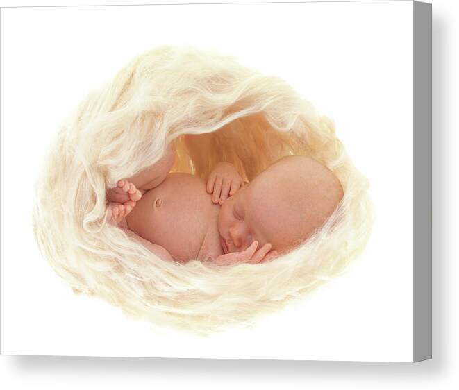Cocoon Canvas Print featuring the photograph Poppy as a Cocoon by Anne Geddes