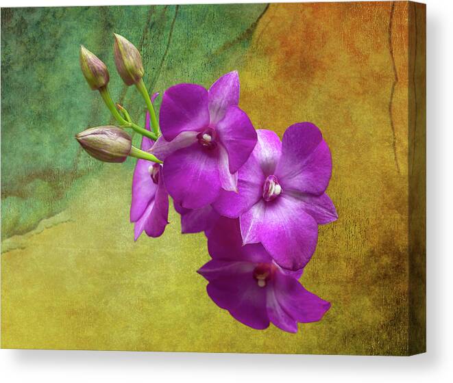 Lady Slipper Orchid Canvas Print featuring the photograph Purple Moth Orchid by Cate Franklyn