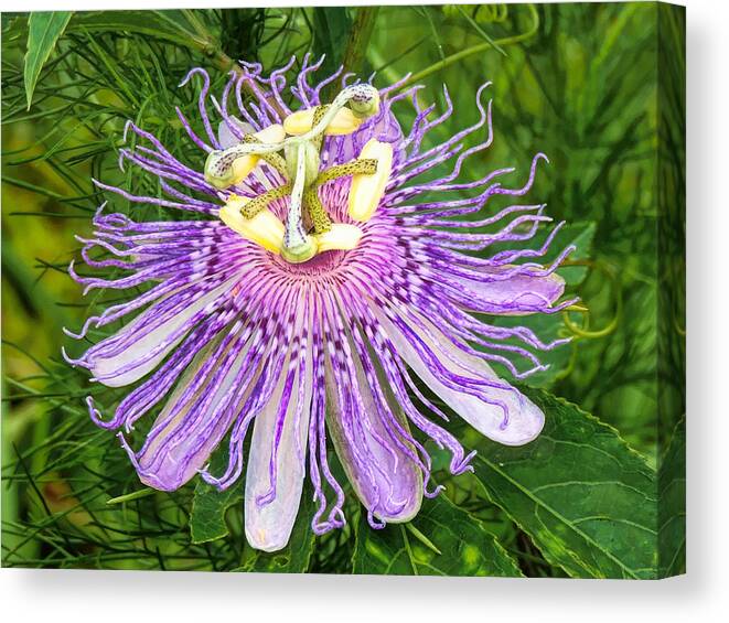 Purple Passion Flower Canvas Print featuring the photograph Purple Passion Flower by Susan Hope Finley