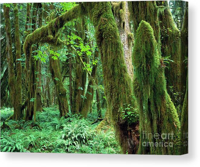 00173596 Canvas Print featuring the photograph Quinault Rain Forest by Tim Fitzharris
