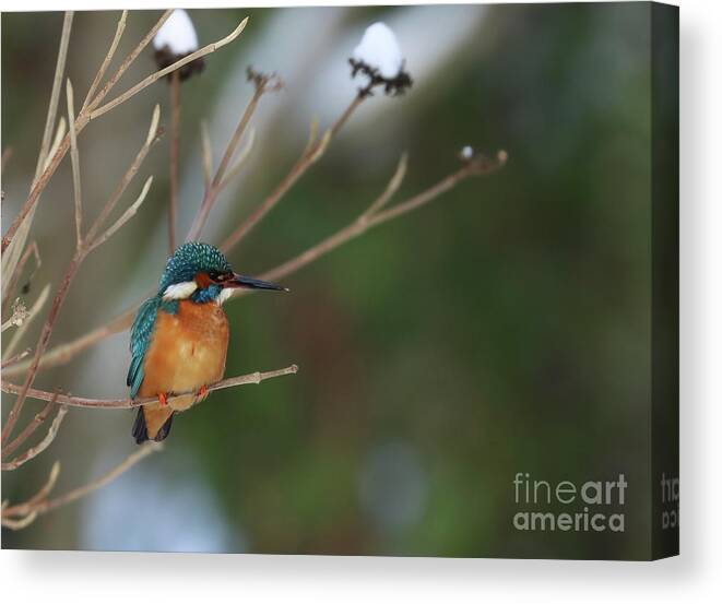 Common Kingfisher Canvas Print featuring the photograph River Kingfisher in a Winter Morning by Eva Lechner