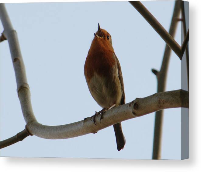 Robin Canvas Print featuring the photograph Robin Sings It Loud by Adrian Wale