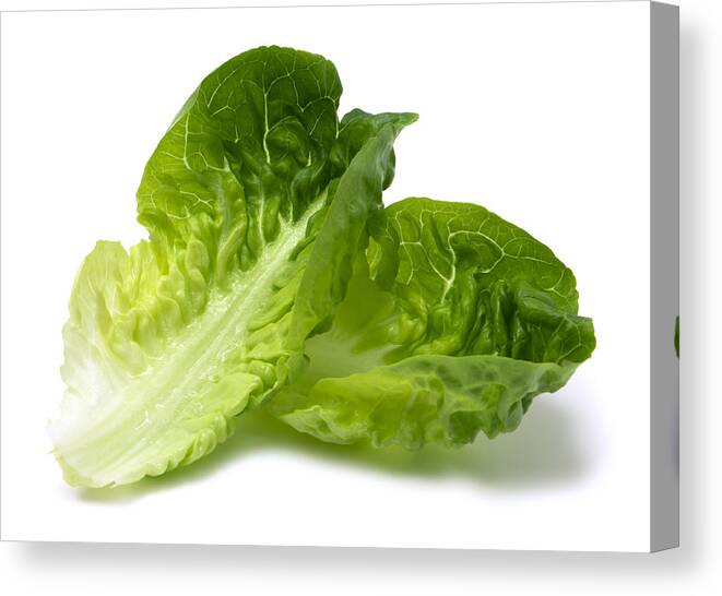 White Background Canvas Print featuring the photograph Romaine lettuce leaf by Creativeye99