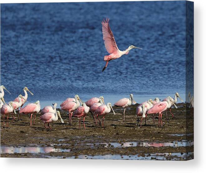 Roseate Spoonbill Canvas Print featuring the photograph Roseate Spoonbills Gather Together 5 by Mingming Jiang