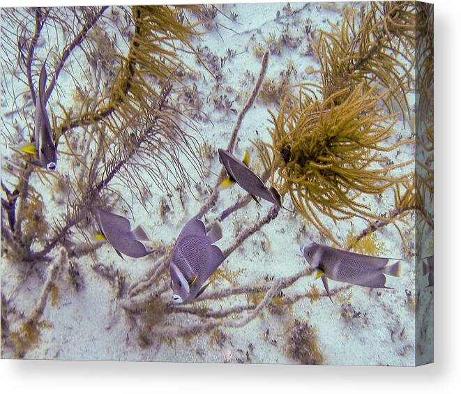 Animals Canvas Print featuring the photograph School Dance by Lynne Browne