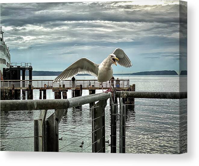 Seagull Canvas Print featuring the photograph Seagull on the move by Anamar Pictures