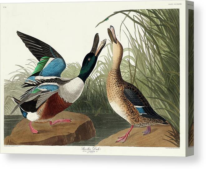 Shoveller Duck Canvas Print featuring the mixed media Shoveller Duck. John James Audubon by World Art Collective