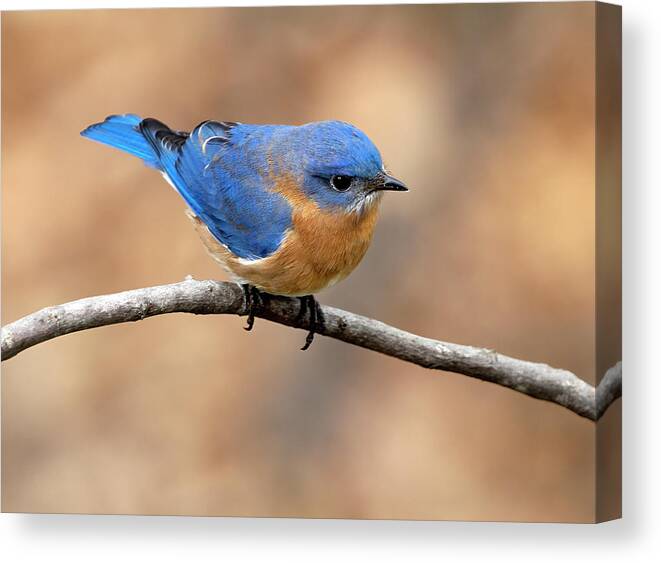 Bird Canvas Print featuring the photograph Sir Blue by Art Cole