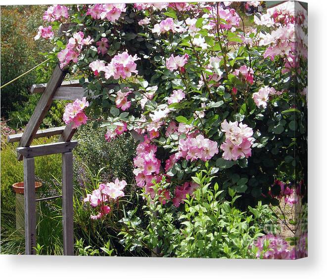 Sparieshoop Canvas Print featuring the photograph Sparieshoop Climbing Rose 3 by Elaine Teague