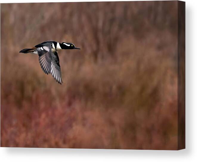 Bird Canvas Print featuring the photograph Speedy by Art Cole
