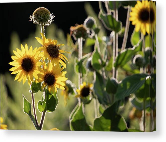 Summer Canvas Print featuring the photograph Sunflower Collection - bottom by Mark Berman