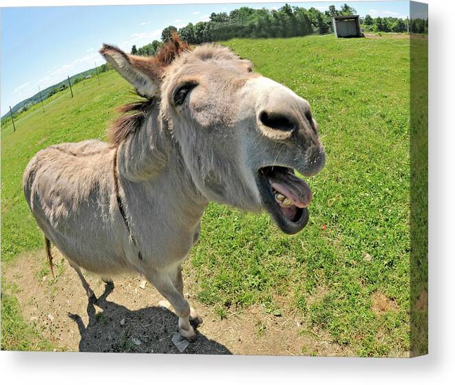 Donkey Canvas Print featuring the photograph That Is The Damnedest Thing I Have Ever Heard by Robert Dann