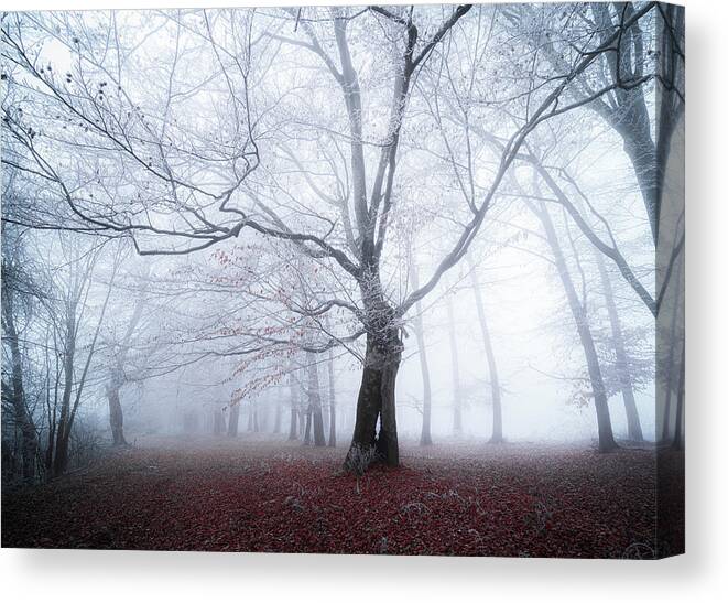 Landscape Canvas Print featuring the photograph The conductor of the forest by Cosmin Stan