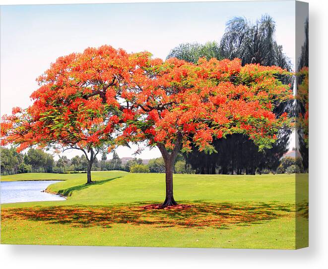 Fort Myers Canvas Print featuring the photograph The Flame Tree by Iryna Goodall