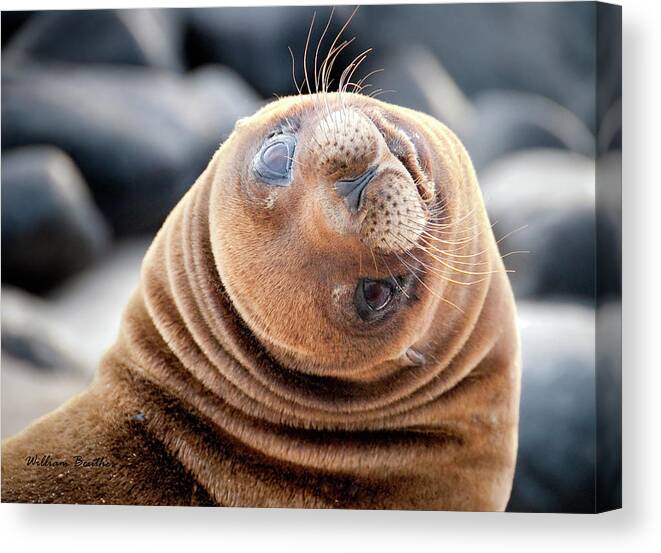 Galapagos Islands Canvas Print featuring the photograph The Look by William Beuther
