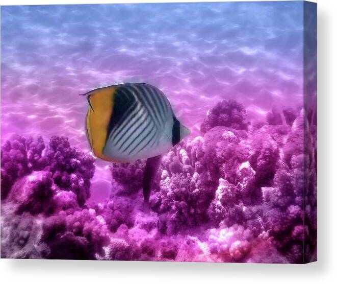 Fish Canvas Print featuring the photograph The Lovely Threadfin Butterflyfish by Johanna Hurmerinta