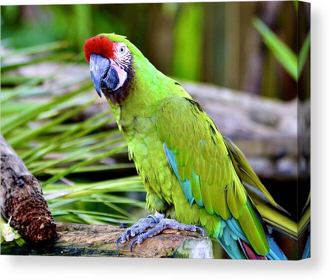 The Military Macaw Canvas Print featuring the photograph The Military Macaw by Warren Thompson