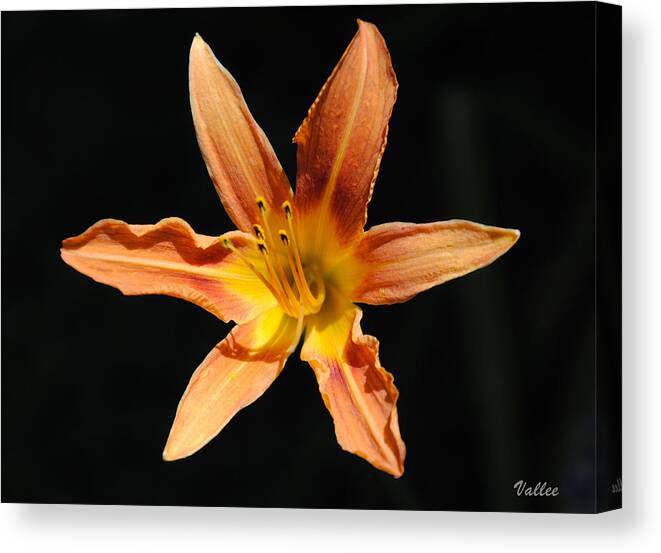 Lily Canvas Print featuring the photograph Tiger Lily by Vallee Johnson