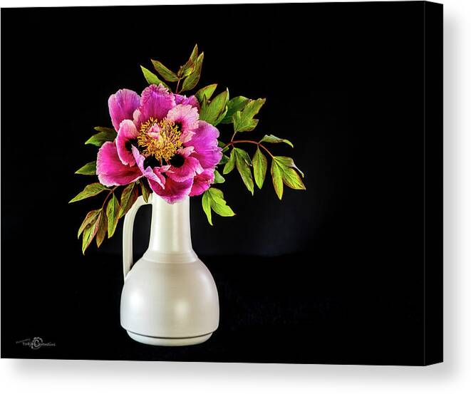 Tree Peony Canvas Print featuring the photograph Tree peony in full blown Lan He Paeonia suffruticosa rockii i by Torbjorn Swenelius