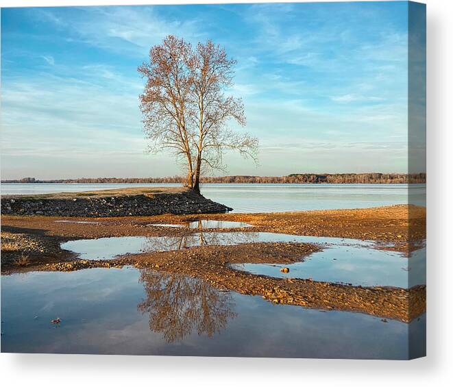 Tree Canvas Print featuring the photograph Tree Reflections by Steven Gordon