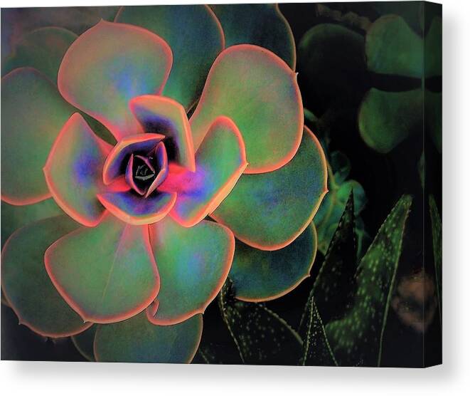 Succulents Canvas Print featuring the photograph Variety Of Succulents From My Garden by Elizabeth Pennington